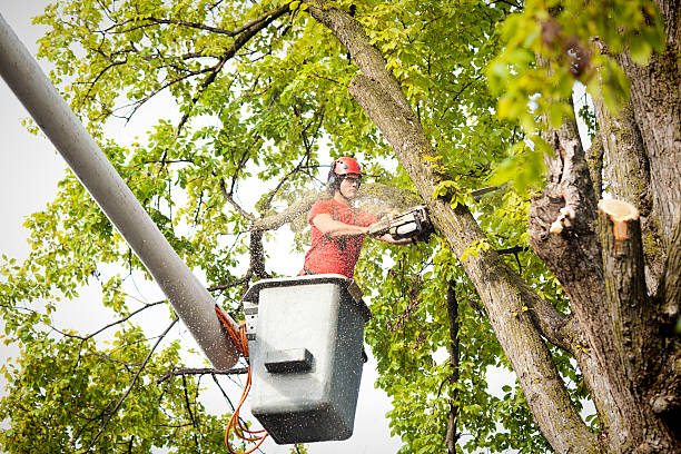 Reliable Breaux Bridge, LA Tree Care Services Solutions